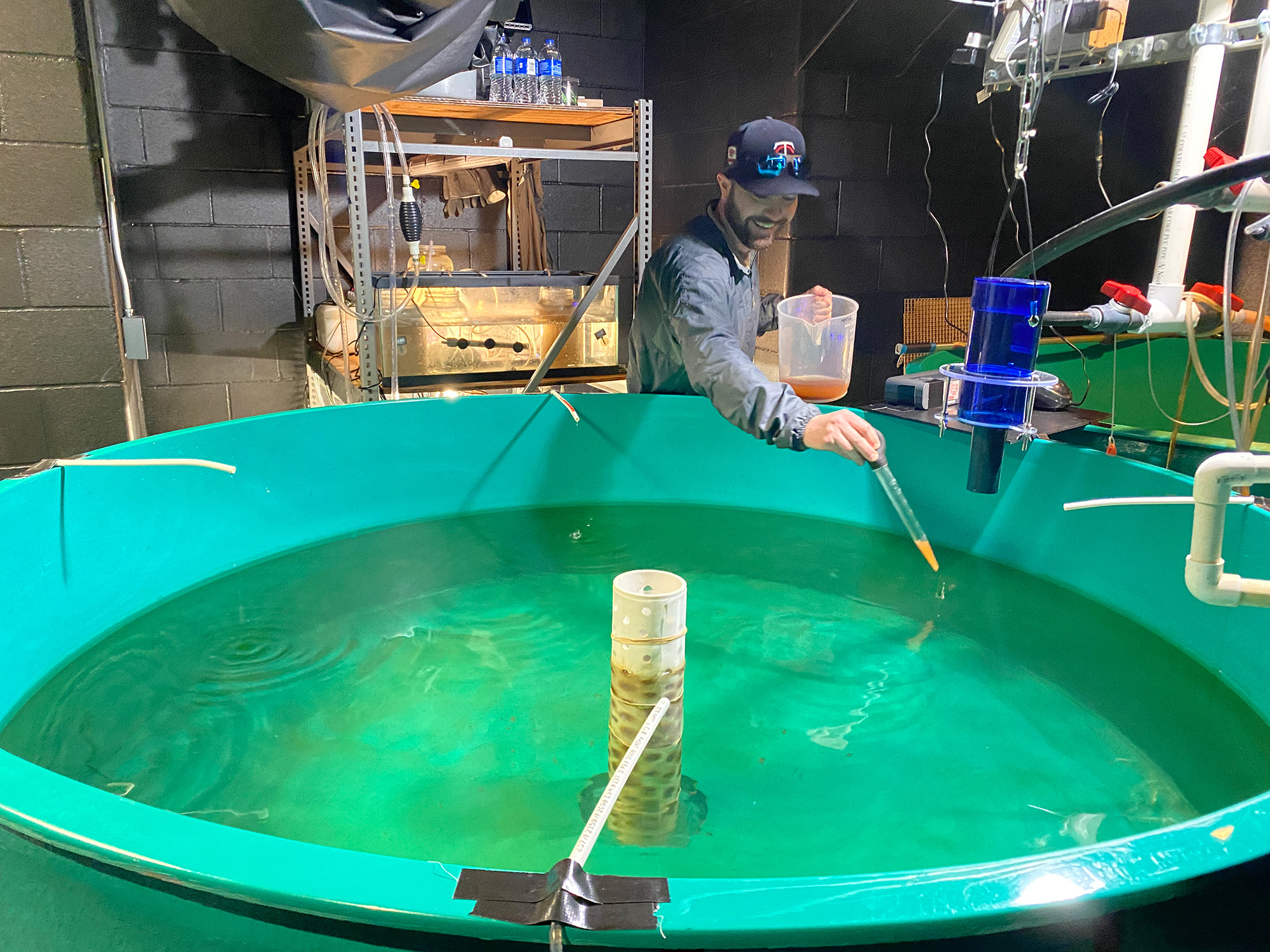 Person feeding larval Yellow Perch (fish) in a tank.