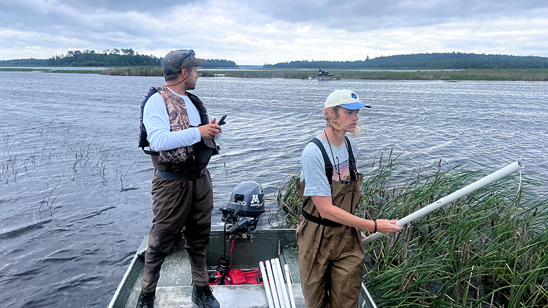 Two people standing in a boat looking toward stands of invasive hybrid cattails.