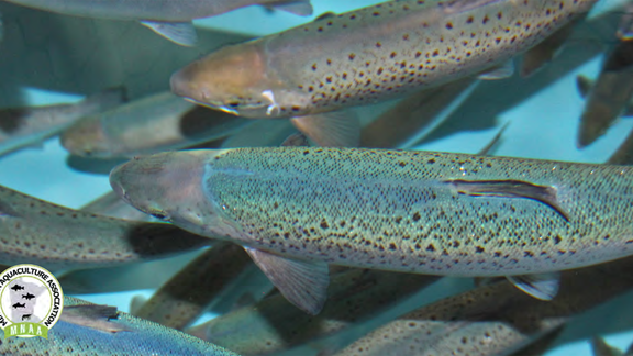 Several fish swimming in a tank.