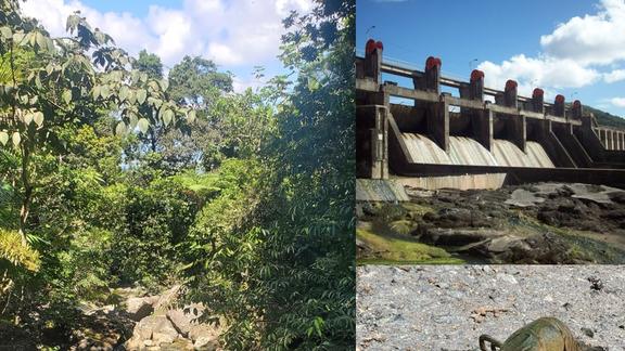  A collage of three images. One shows a rocky stream in a jungle, one shows an Australian red-claw crayfish, and one shows a large concrete dam.