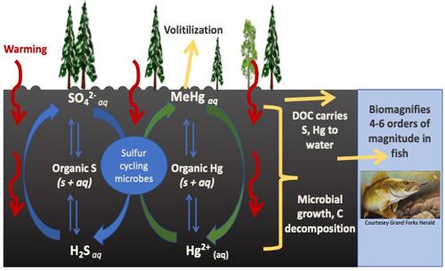 Diagram showing that changing temperature, precipitation, and subsequent water table conditions alter the magnitude and direction of changes in sulfur and mercury release from peatlands to water