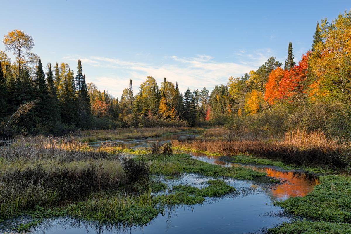 Grass and tree-filled wetland