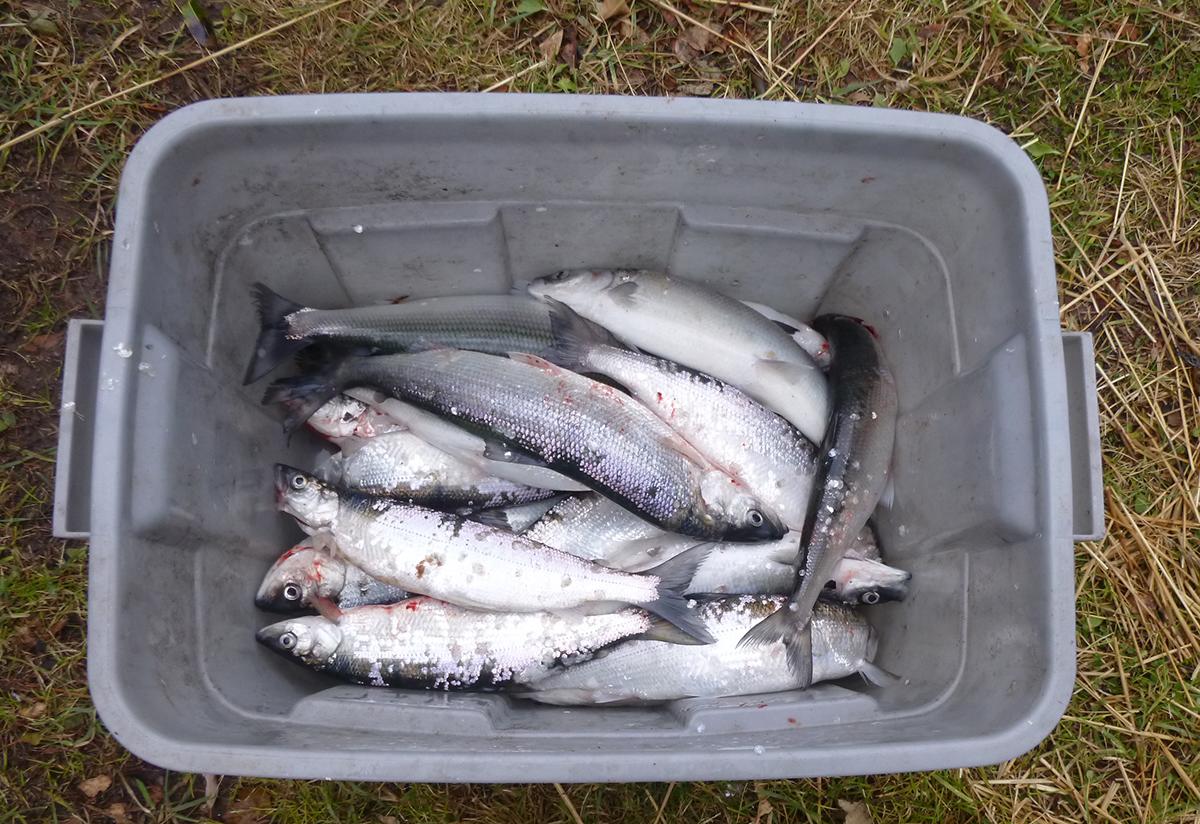 Plastic tub with a dozen or more Cisco (fish)