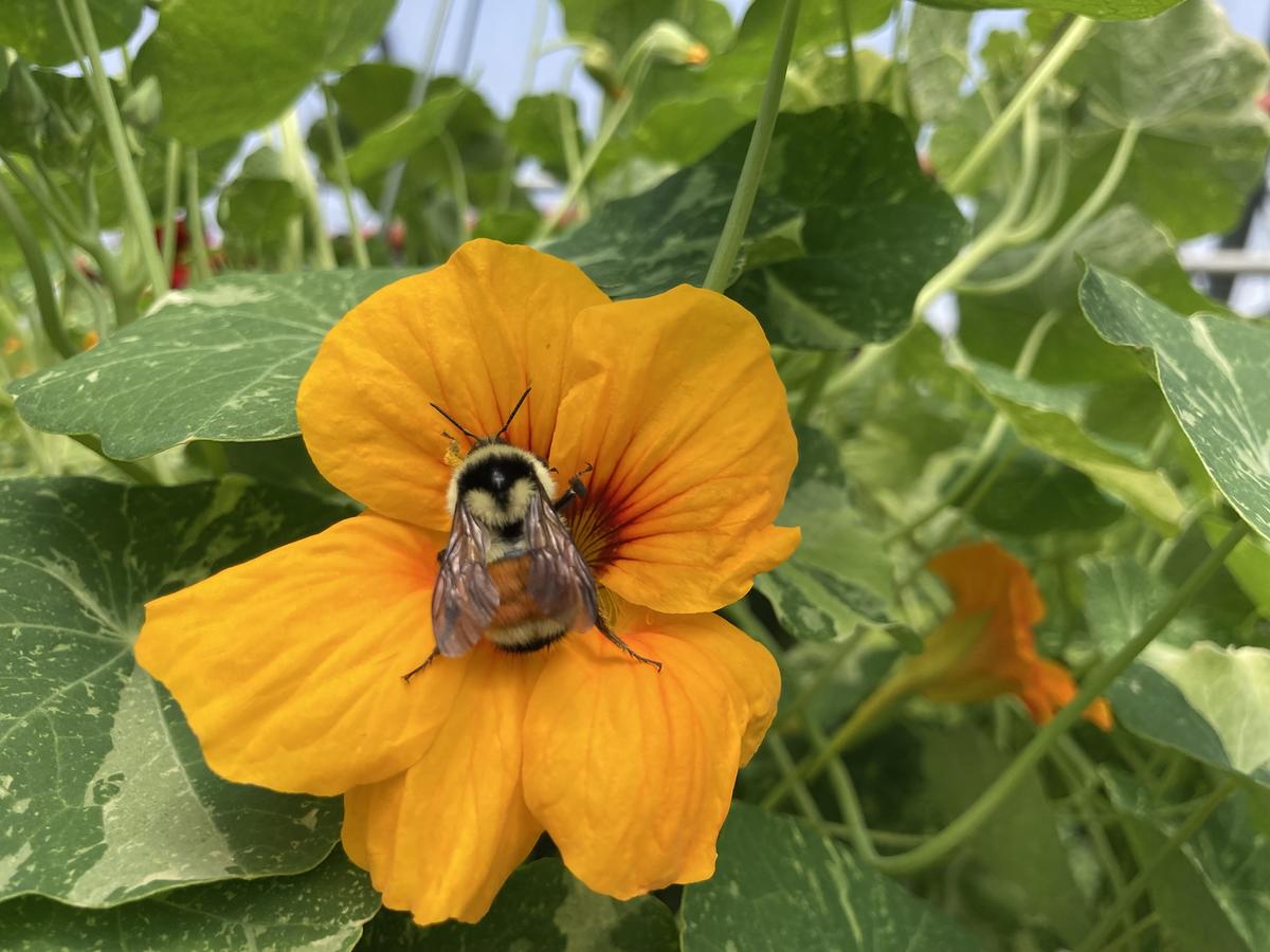 Bee on yellow flower surrounded by green leaves.