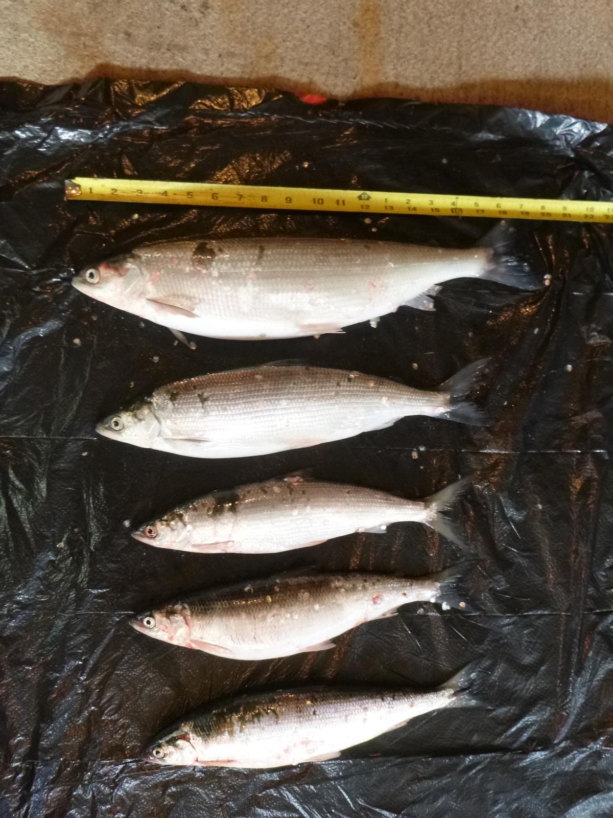 Five fish laying on a surface next to a tape measure.