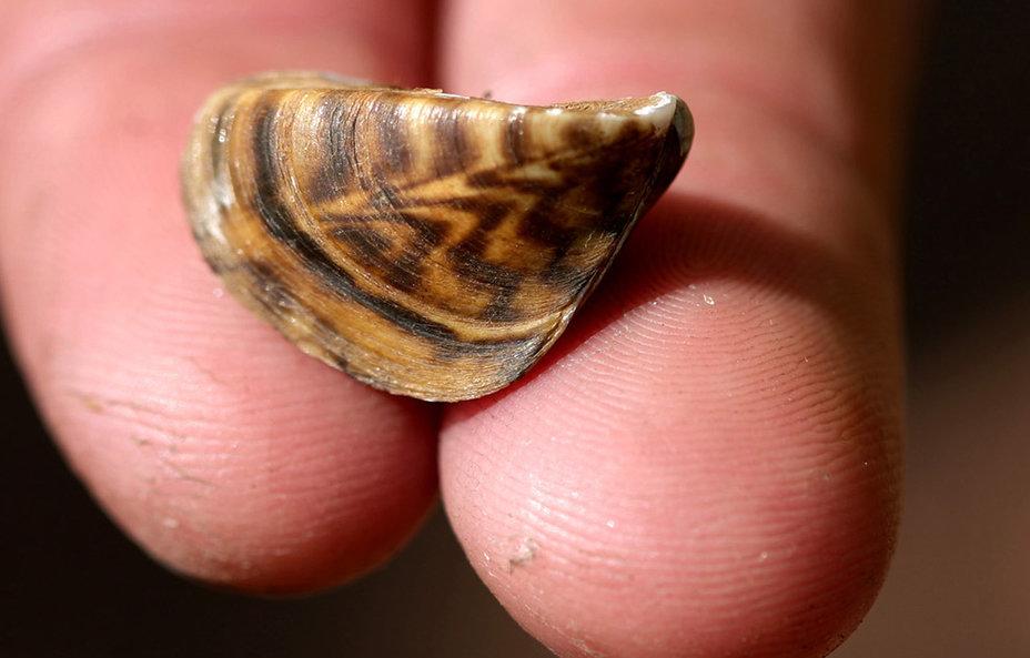 A close-up of a zebra mussel held on two fingers.