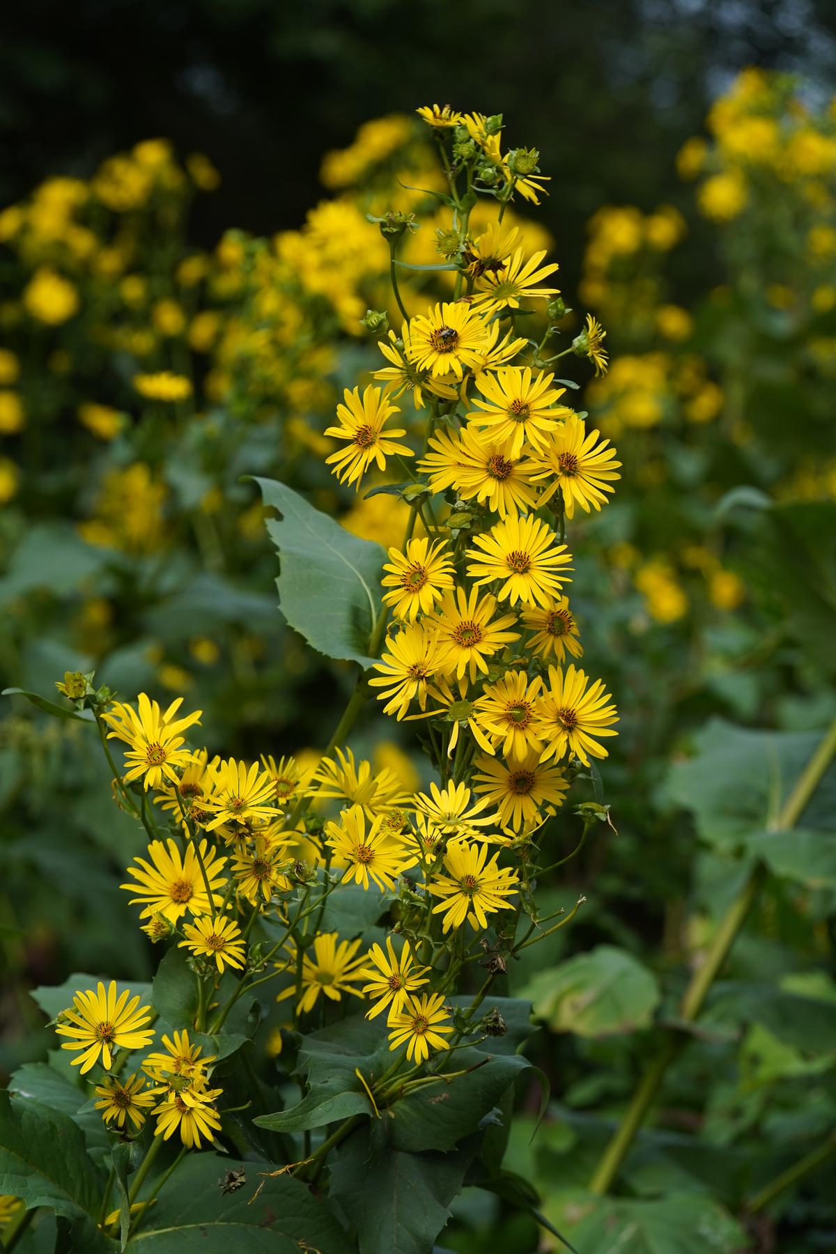 A yellow flower native to Minnesota. 