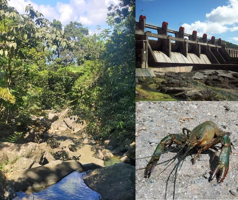  A collage of three images. One shows a rocky stream in a jungle, one shows an Australian red-claw crayfish, and one shows a large concrete dam.